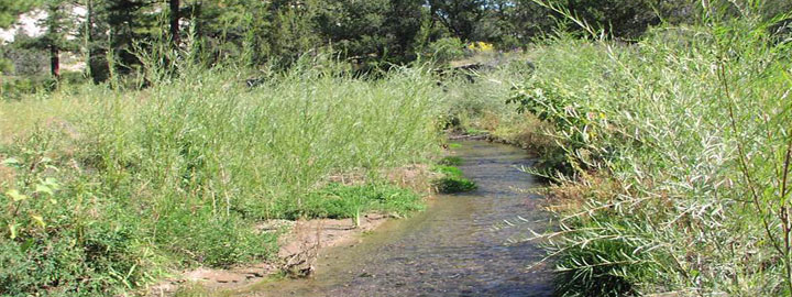 Willows planted for bank stabilization in Pueblo Canyon